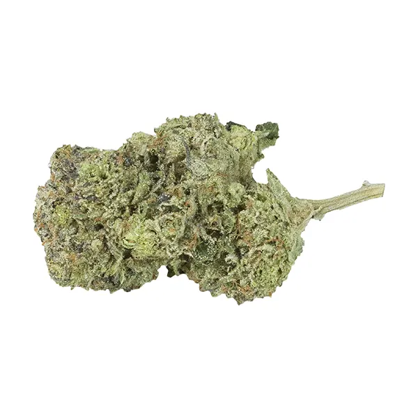 Gelato #4 (Dried Flower) by DAKU