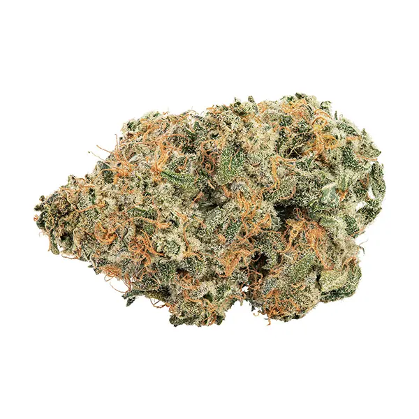 Bud image for Purple Punch-Out!!, cannabis all products by Holy Mountain