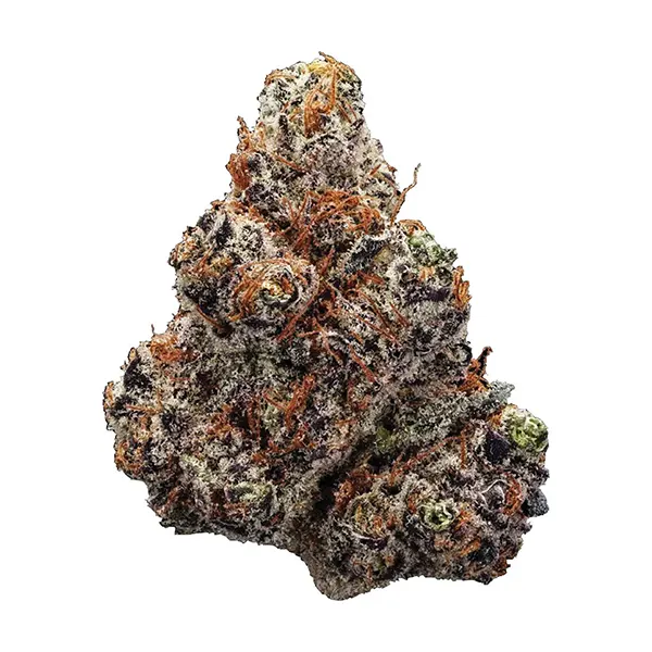 Northern Lights