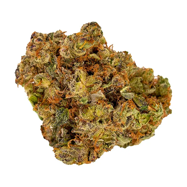 Guava Gas Superflower (Dried Flower) by Violet Tourist