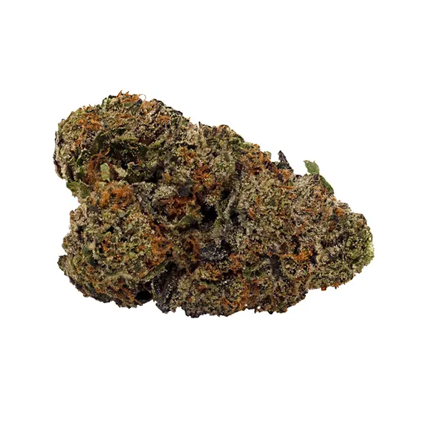 Fresh Biscotti (Dried Flower) by Doja