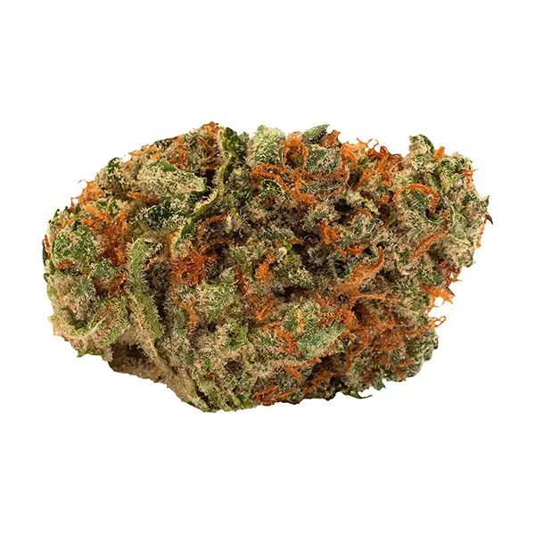 Slow Lane Indica
