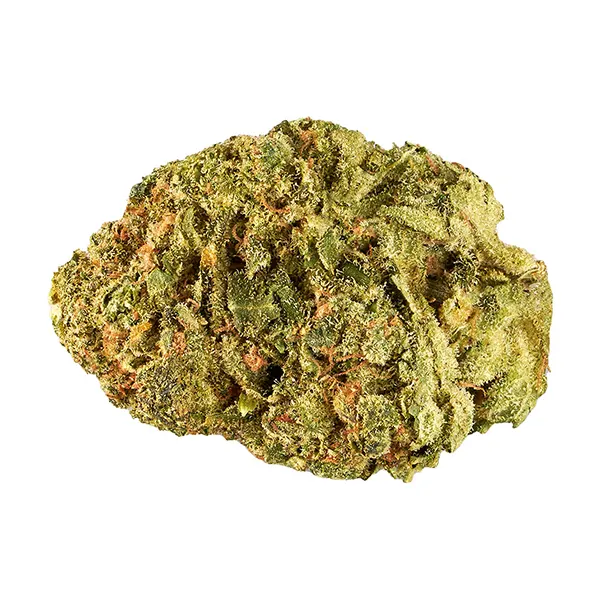 Melon Dream (Dried Flower) by Good Supply