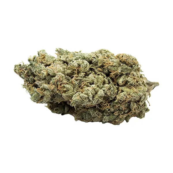 Clementine (Dried Flower) by Growtown