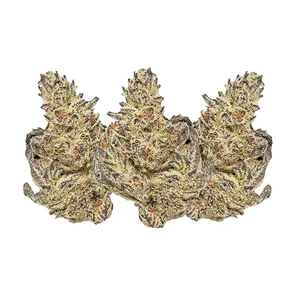 Bud image for White Truffle, cannabis all products by Eleven Eleven Legacy Craft