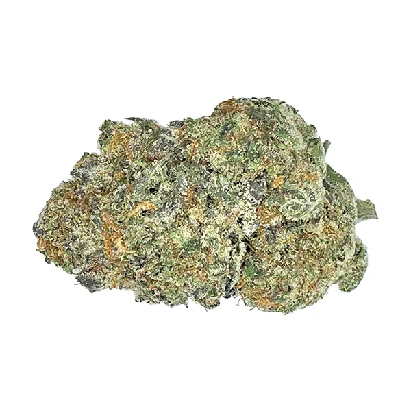 Orange Squeeze (Dried Flower) by Partake