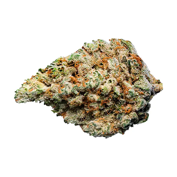 Keylime Kush (Dried Flower) by Lotus