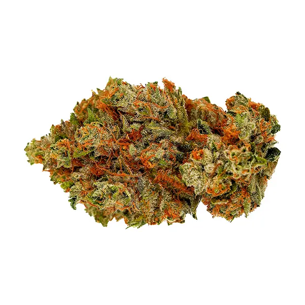 Kalifornia (Dried Flower) by Lotus