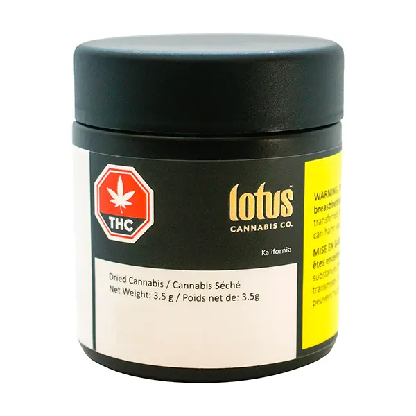 Kalifornia (Dried Flower) by Lotus