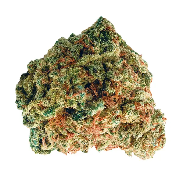 Bud image for Island Time, cannabis dried flower by Cabana Cannabis Co.
