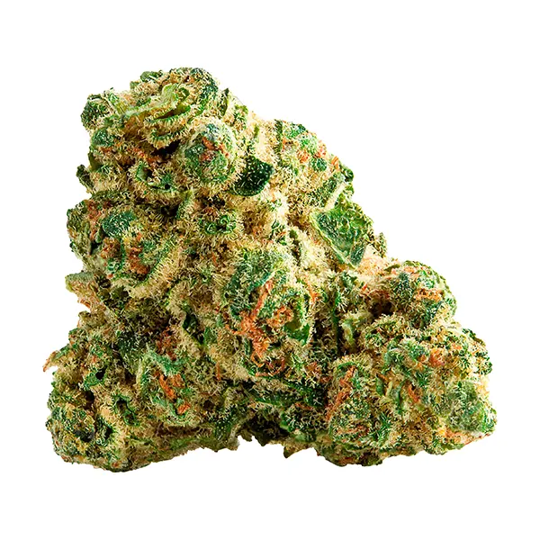 Cosmic Cake (Dried Flower) by The High Roller Club