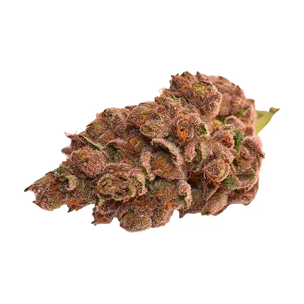 Bud image for Day & Night, cannabis dried flower by Thumbs Up
