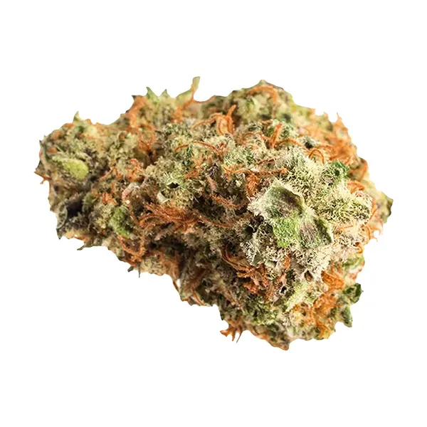 Bud image for Gelato 41 x Triangle Kush, cannabis dried flower by Thumbs Up
