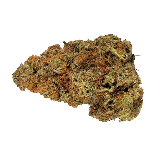 Bud image for Gassy Treasure, cannabis dried flower by Weed Me