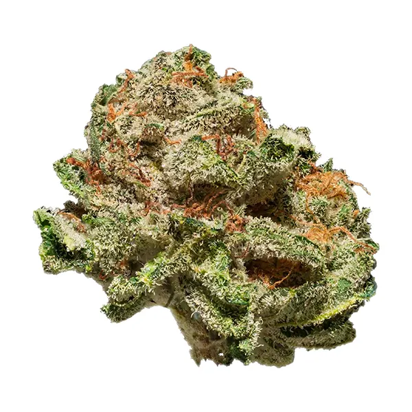Terp N' Tine