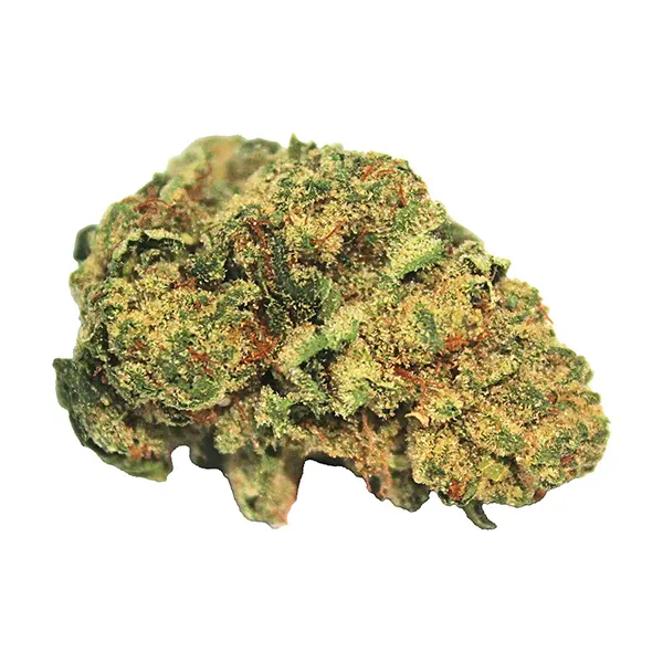 Hash Plant (Dried Flower) by Dykstra Greenhouses