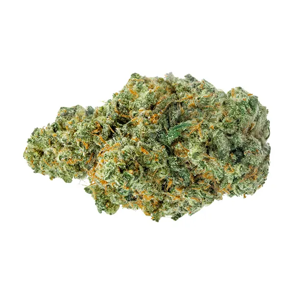 ICC Jungle Mints