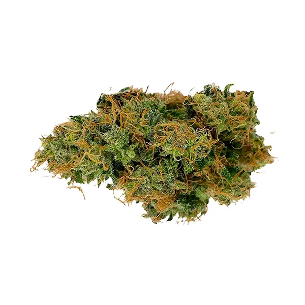Bud image for Afghani Bullrider, cannabis all products by Organnicraft