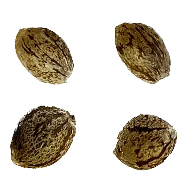 Image for Afghani Caramel Cream 1:1 Auto