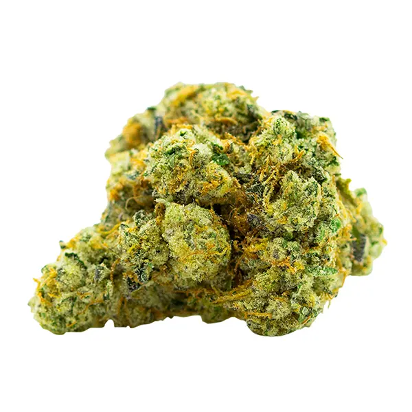 Animal Face Cookies (Dried Flower) by Carmel