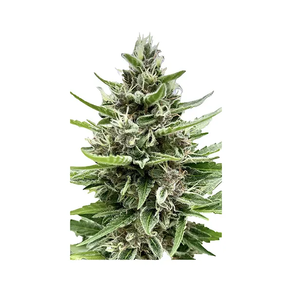 Auto Gelato Biscotti Feminized Seeds (Seeds) by Automatic Ganja
