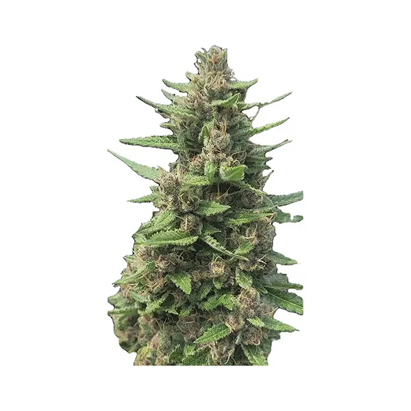 Auto Papaya Apricot Feminized Seeds (Seeds) by Automatic Ganja