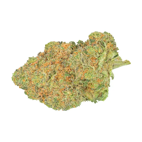 Black Jelly (Dried Flower) by San Rafael '71