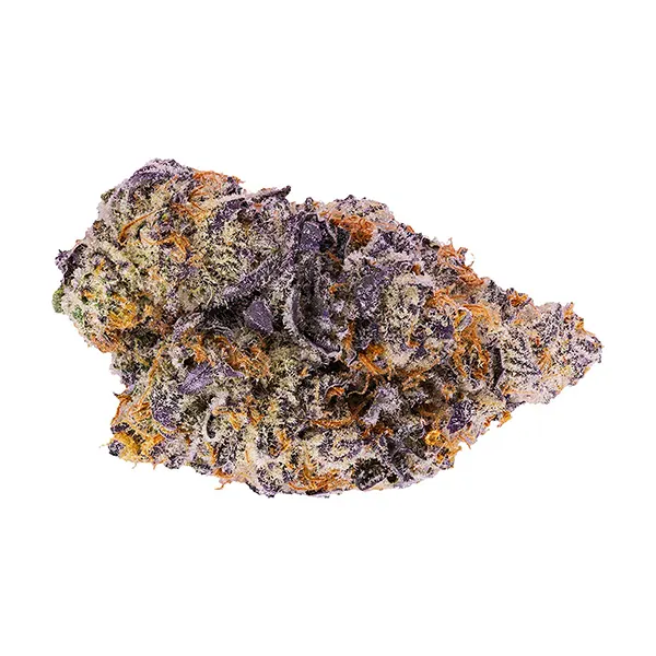 Blowfish (Dried Flower) by EastCann