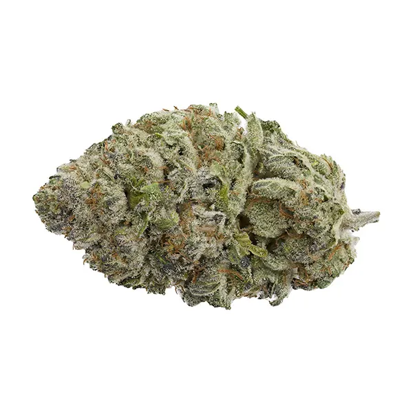 Bluefin Tuna flower (Dried Flower) by Sheeesh!