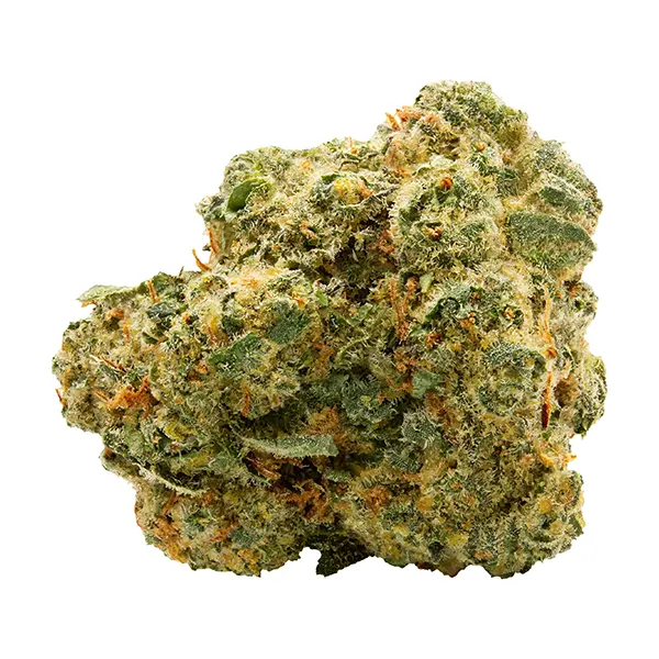 Blue Thai (Dried Flower) by Spinach