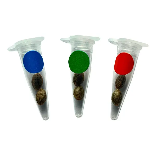 Image for Crashed Out Cookies Multipack fem Seeds