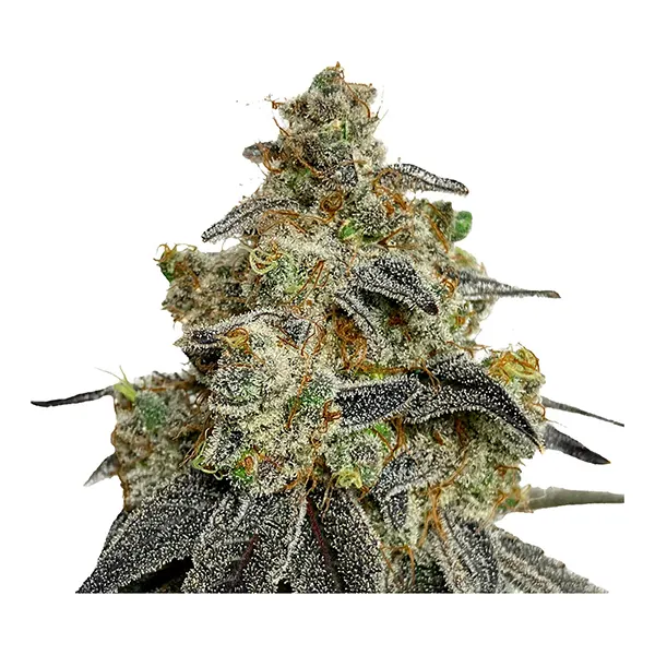 Image for Crashed Out Cookies Multipack fem Seeds, cannabis seeds by Green Rose Seeds