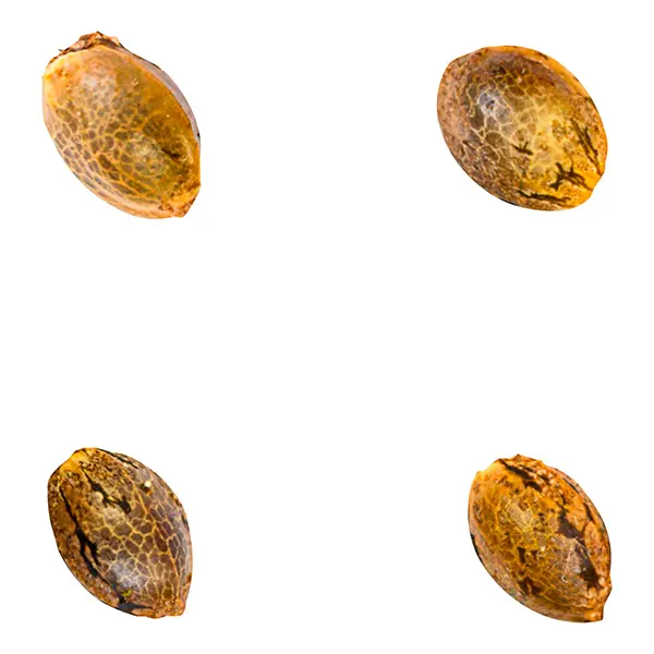 Image for Crasher Breath Fem Seeds