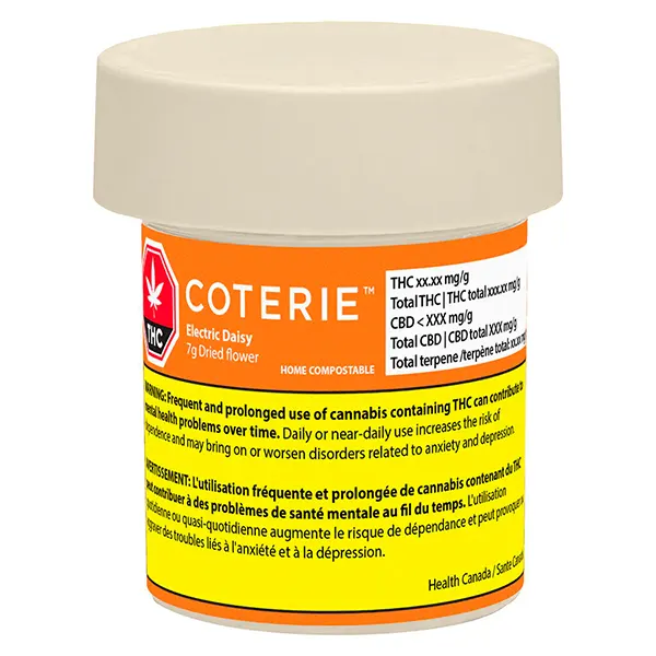 Electric Daisy (Dried Flower) by Coterie