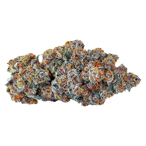 Espresso Gelato (Dried Flower) by Tenzo