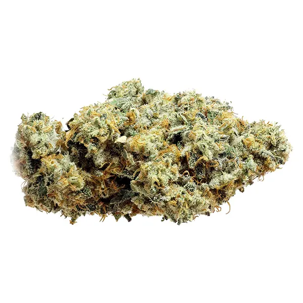 Frosted Fruit Cake x Sunset Sherb (Dried Flower) by Thumbs Up