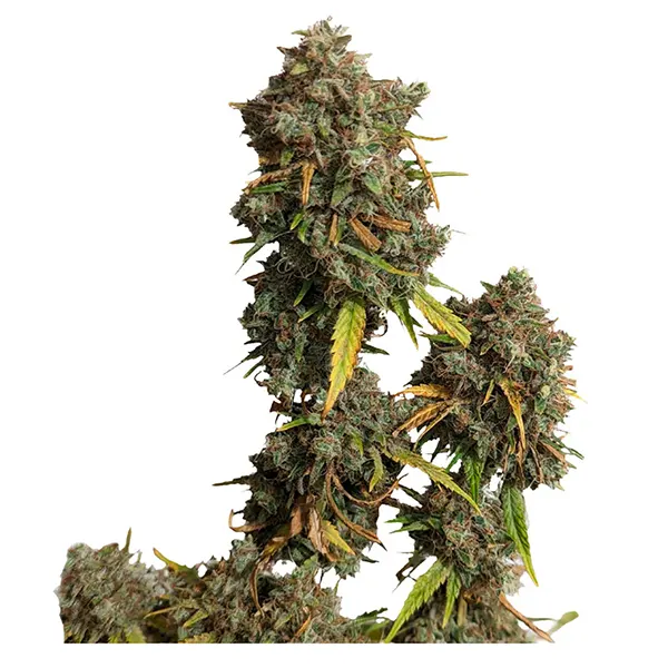 Jack Herer (Seeds) by 34 Street Seed Co.