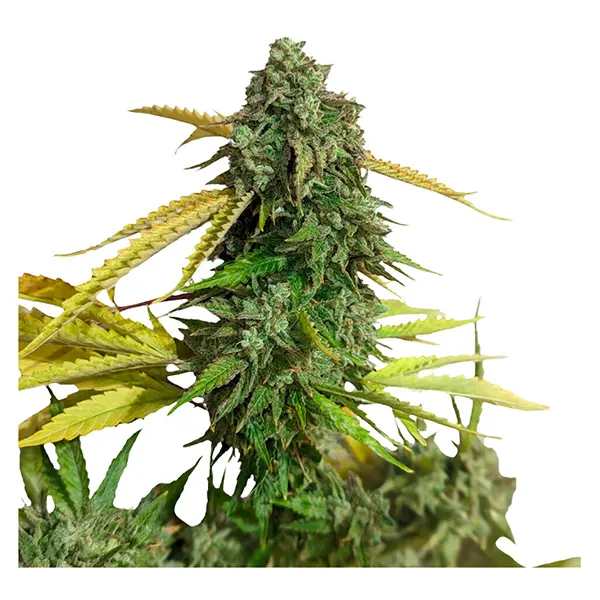 OG Kush (Seeds) by 34 Street Seed Co.