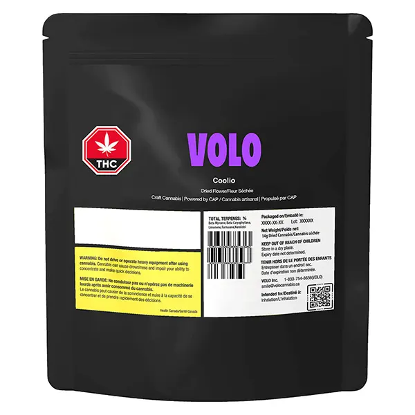 Orange Turp (Dried Flower) by Volo