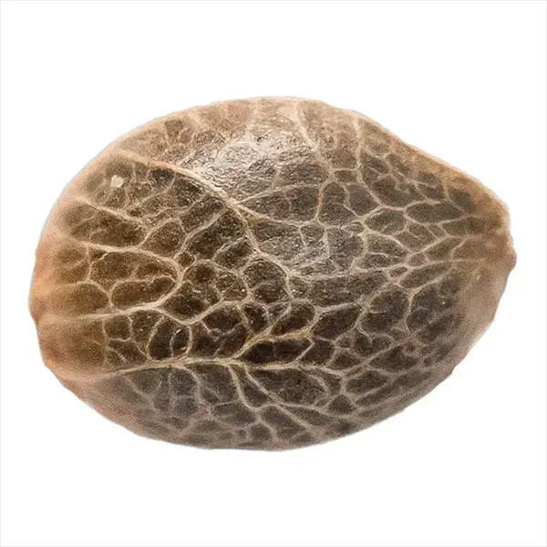 Image for Royal Kush BX6 F3