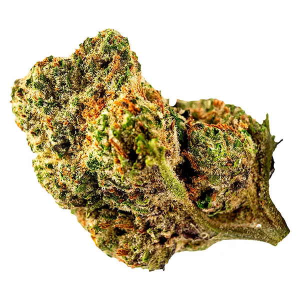 TIMEOFF (Dried Flower) by OMY!