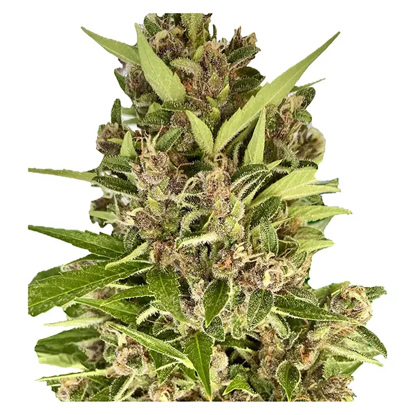 Image for Amsterdam Skunk Haze THC AUTO regular, cannabis seeds by Autoflower Breeder's Club