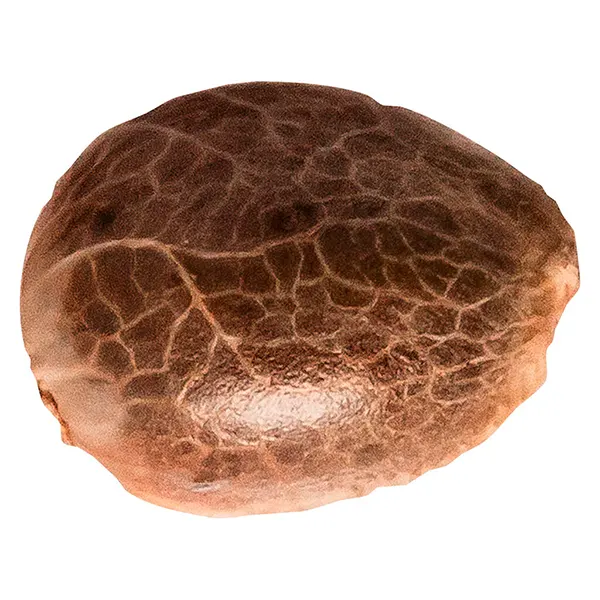 Image for Apple Cobbler, cannabis seeds by 34 Street Seed Co.