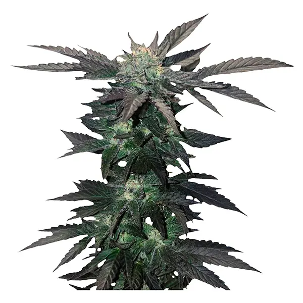 Image for Apple Cobbler, cannabis seeds by 34 Street Seed Co.