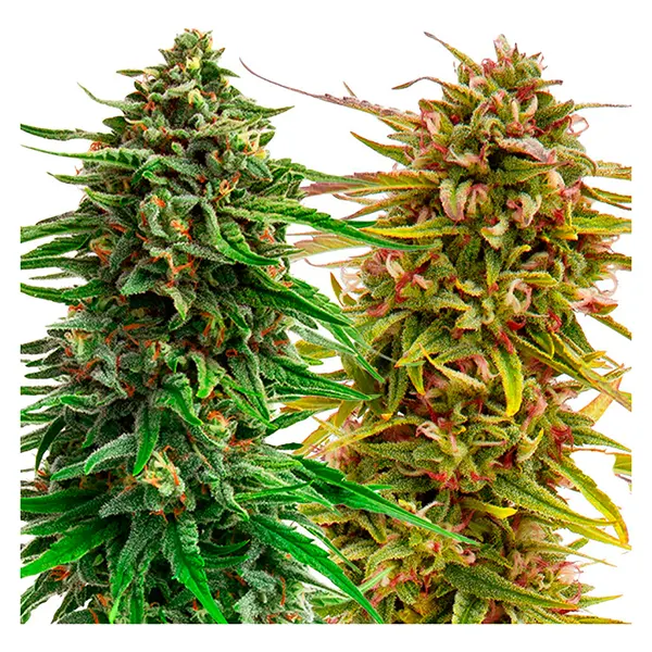 Image for Cannabis Cup Autoflower Feminized Seed Multi pack