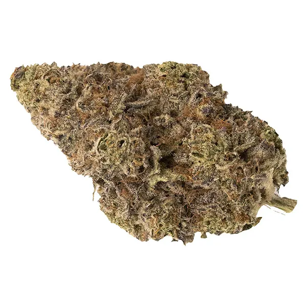 Bud image for Chatty Kathy - Dried Flower, cannabis dried flower by FIGR