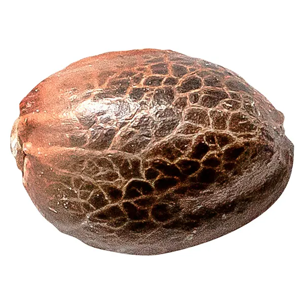 Chocolate Kush (Seeds) by 34 Street Seed Co.