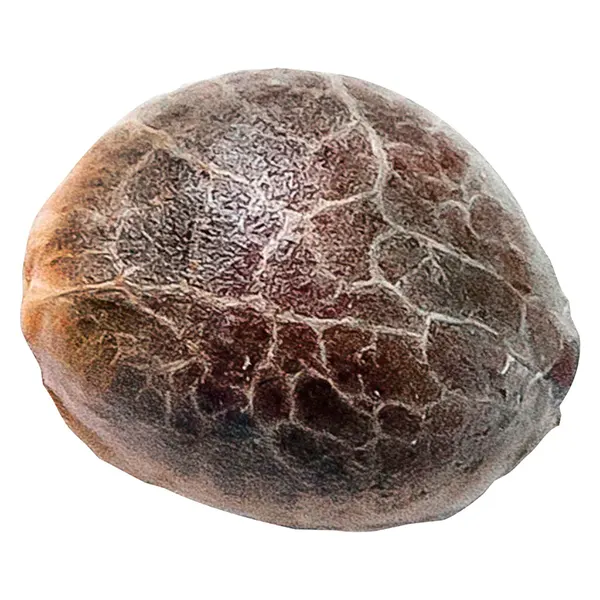 Chocolope (Seeds) by 34 Street Seed Co.