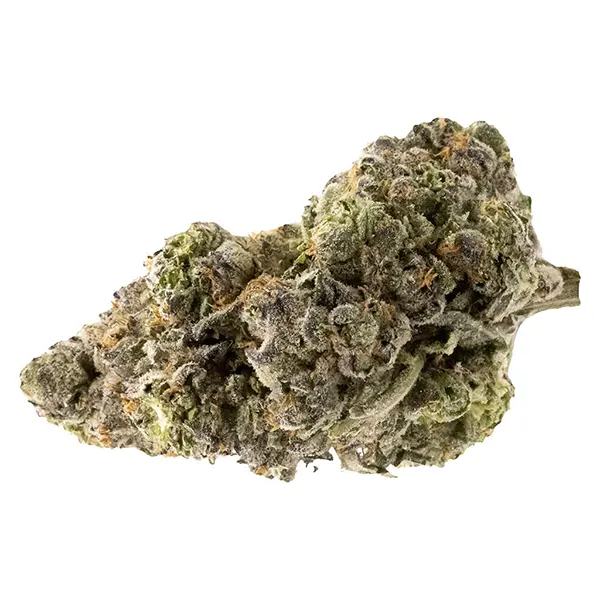 Image for Midnight Sherb - Dried Flower