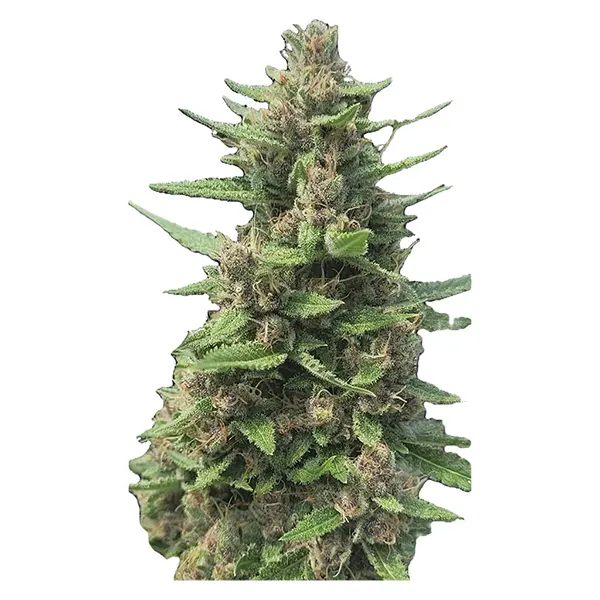 Raspberry Ortega Northern Lights THC AUTO Feminized (Seeds) by Automatic Ganja